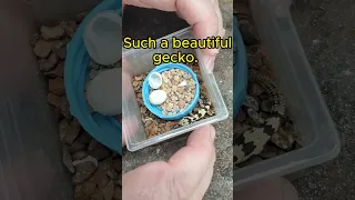 Hatching a RARE gecko!