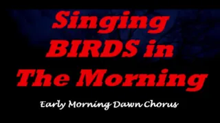 Birds Singing in the Garden - Early Morning Dawn Chorus - Natural sounds