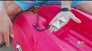 Shark Leaves Teeth, Bite Marks In Man's Kayak Off Catalina Island