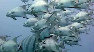 THE Aquarium bottom of the Ocean Africa in Hindi _ ANIMAL Planet _ WILD Life Hindi Documentary HD