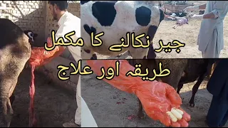 How to remove cow placenta | placenta removal | Animals information