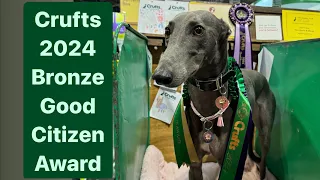 GREYHOUND goes to CRUFTS 2024 for Good Citizen Bronze Award. Does she pass??