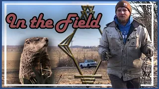 Woodchuck Trapping | In the Field