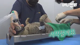 마라도 고양이들이 단체로 수술대 위에 오른 이유ㅣAn Island Where You Must Capture Cats