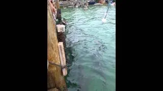 Tarpon fish grabs man's arm