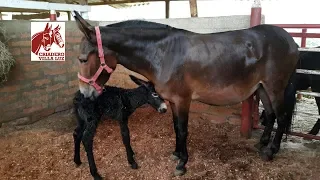 Mule giving birth to a donkey.