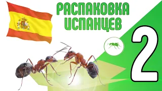 ИСПАНСКИЕ муравьи - распаковка. #Муравьи #Муравьинаяферма #Camponotus #ВГУМ #Распаковка