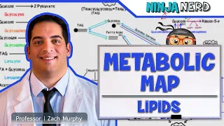 Metabolism | The Metabolic Map: Lipids