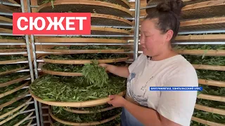 Компании «Сахачай» и «Сахамед» планируют расширять объемы продукции и поставлять ее в ОАЭ