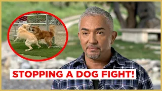 STOPPING A DOG FIGHT | Cesar 911