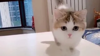 Omg So Cute Cat Funny Moments #10