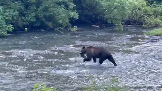 Video Grizzly beim Frühstück