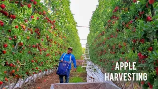 EN ESTE TRABAJO SE GANA BUENOS DOLARES/ THE BEST APPLE TREES IN THE WORLD