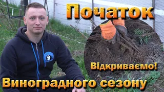 Обробка після відкриття винограду. Суха підв'язка лози. Коли відкривати виноград.