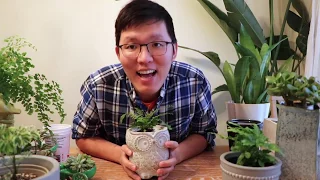 DIY Self Watering Pots