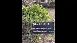 Herbal garden plants of my college