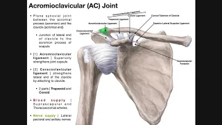 The Acromioclavicular (AC) Joint | Anatomy and Function