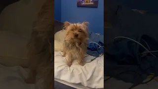 My dog barking