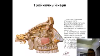 Тройничный нерв: анимационная схема