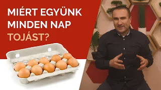 Miért együnk minden nap Tojást?