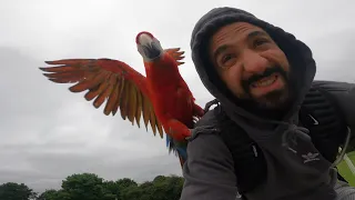 Parrots of Primrose - Parrots fly around London on bike..