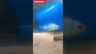 Blue colour flowerhorn for sales #shortsviral#ytviral#viral#thailand #imported #fishlover