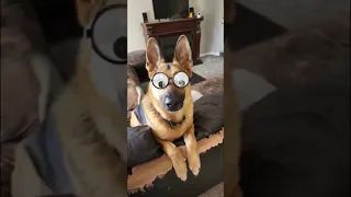 Ce chien vas vous donner le sourire 😊 #shorts #viral #dog #viralshorts #chien #funny #cute #fun