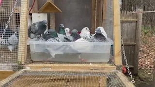 hot or cold pigeon bath which one is best