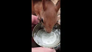 Белка очень хотела пить / The squirrel was very thirsty