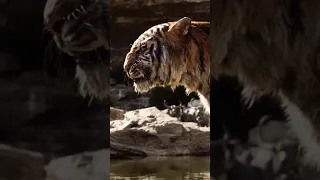 Sher Khan | The jungle book | edit.