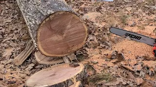 Echo 7310p vs Stihl 462c Oak