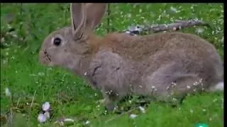 BOSQUES PRIMARIOS DE RUSIA: CARELIA | Grandes documentales