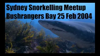 Bushrangers Bay Grey Nurse Sharks. 25 February 2024. Sydney Snorkelling Meetup Group.