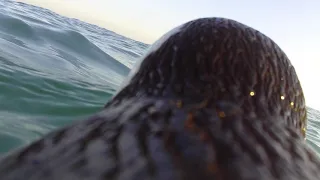 African penguin diving and foraging for fish underwater