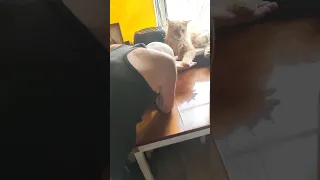 Батя уснул Клуня Мейн Кун 😾😿🤝 #shorts