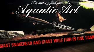 GIANT SNAKEHEAD AND GIANT WOLF FISH  IN ONE TANK?