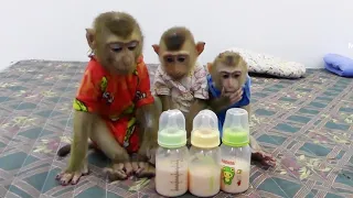 Three Litt Donall Moly Zuji Hungry Milk They Call Mom Hurry Prepare Milk For Them