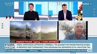 Viral Κρητικός αγρότης «ρίχνει» το διαδίκτυο μαζεύοντας ελιές | Τώρα μαζί 27/11/2022 | OPEN TV