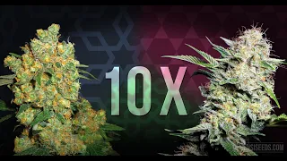 Top 10 best cannabis strains to grow yourself in 2022 Top 10 best marijuana strains