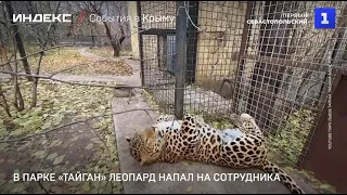 Леопард напал на сотрудника парка «Тайган» в Крыму. 30.05.2022