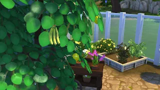 Sims 4 How to harvest banana (plantain)
