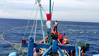 Pukat cincin, Nelayan Indonesia Dapat Banyak Ikan Cakalang Panen Besar