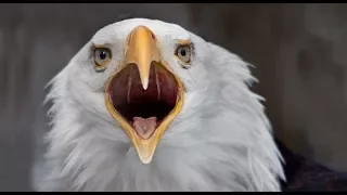 The Original American Eagle : Best Documentary Of All Time