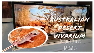 Australian Desert Arid Vivarium setup | DIPLODACTYLUS GALEATUS