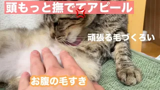 かわいい頭撫でてアピール！終わろうとすると猫パンチ♡