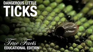 Ticks: Educational Edition