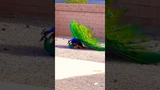 This is how peacocks mating 🙈🦚🦚 Please subscribe for more scenic and travel adventures