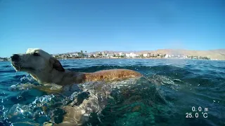 One Breath Freediving - Eel Garden Dahab, Unusual Buddy!! ***PARALENZ***