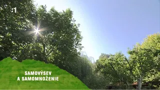 STV diel - samovýsev a množenie