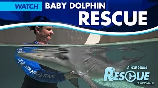 Baby Dolphin Rescue - Rescue-Clearwater Season 2: Ep. 1